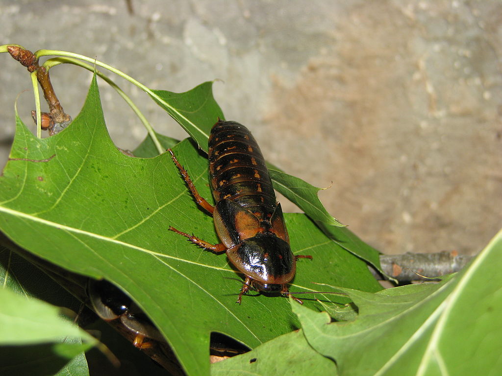 Cucaracha argentina 