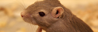 Fotografias de roedores