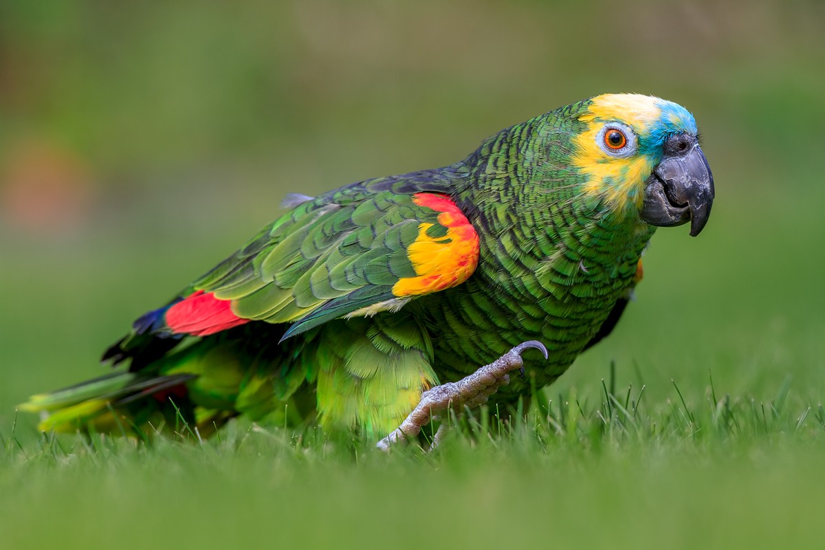 Amazona de frente azul 