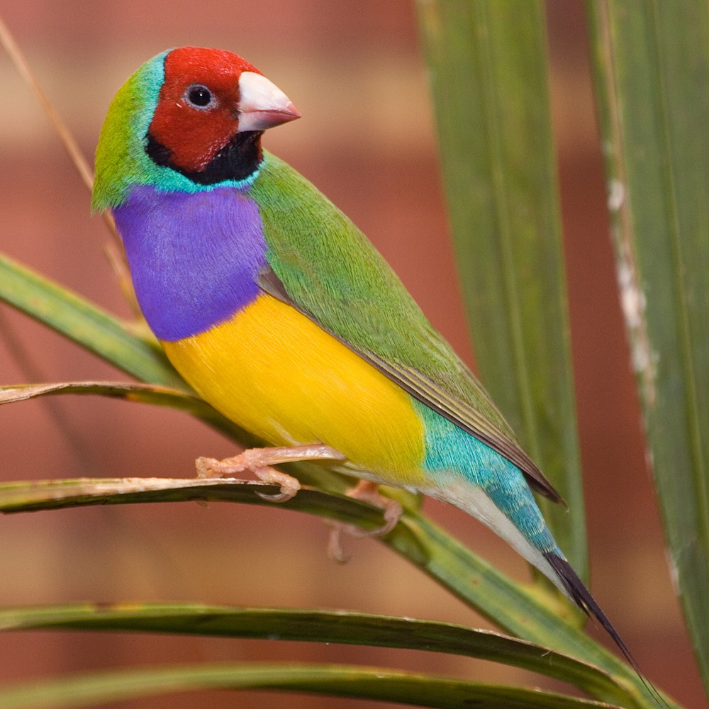 Diamante de Gould