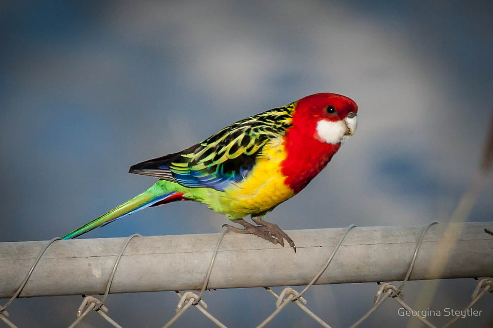 Rosella comun