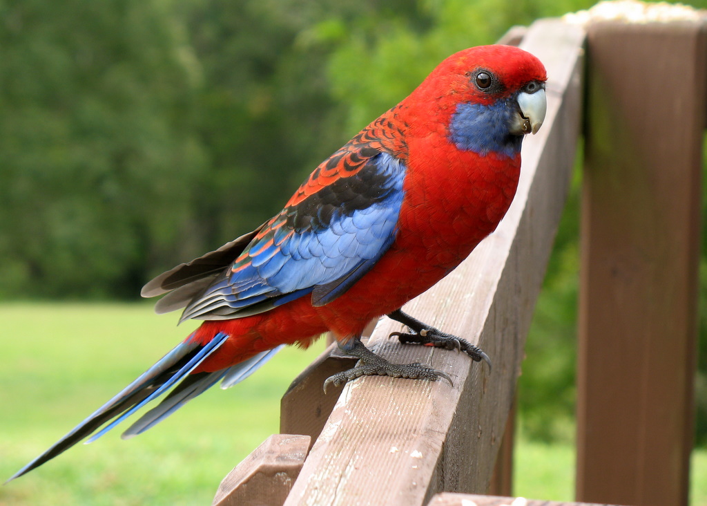 Rosella pennant