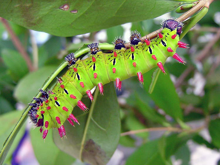 Polilla de seda