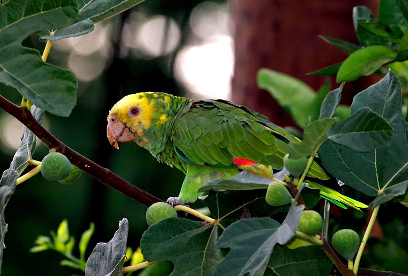 Foto de Amazona de frente amarilla