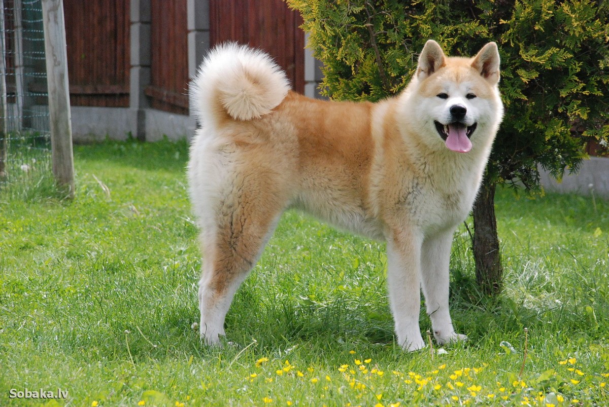 Akita Inu