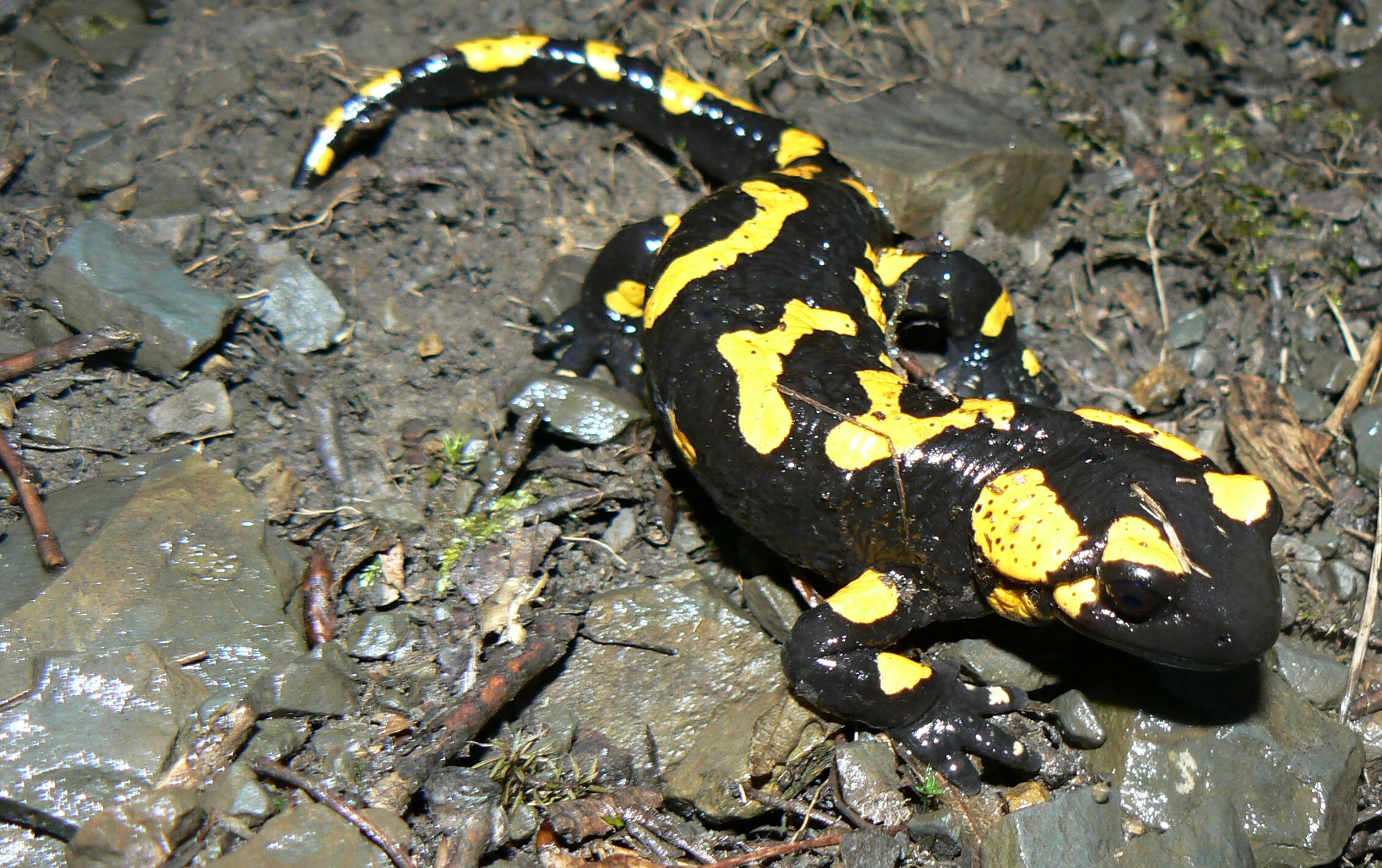 Salamandra común