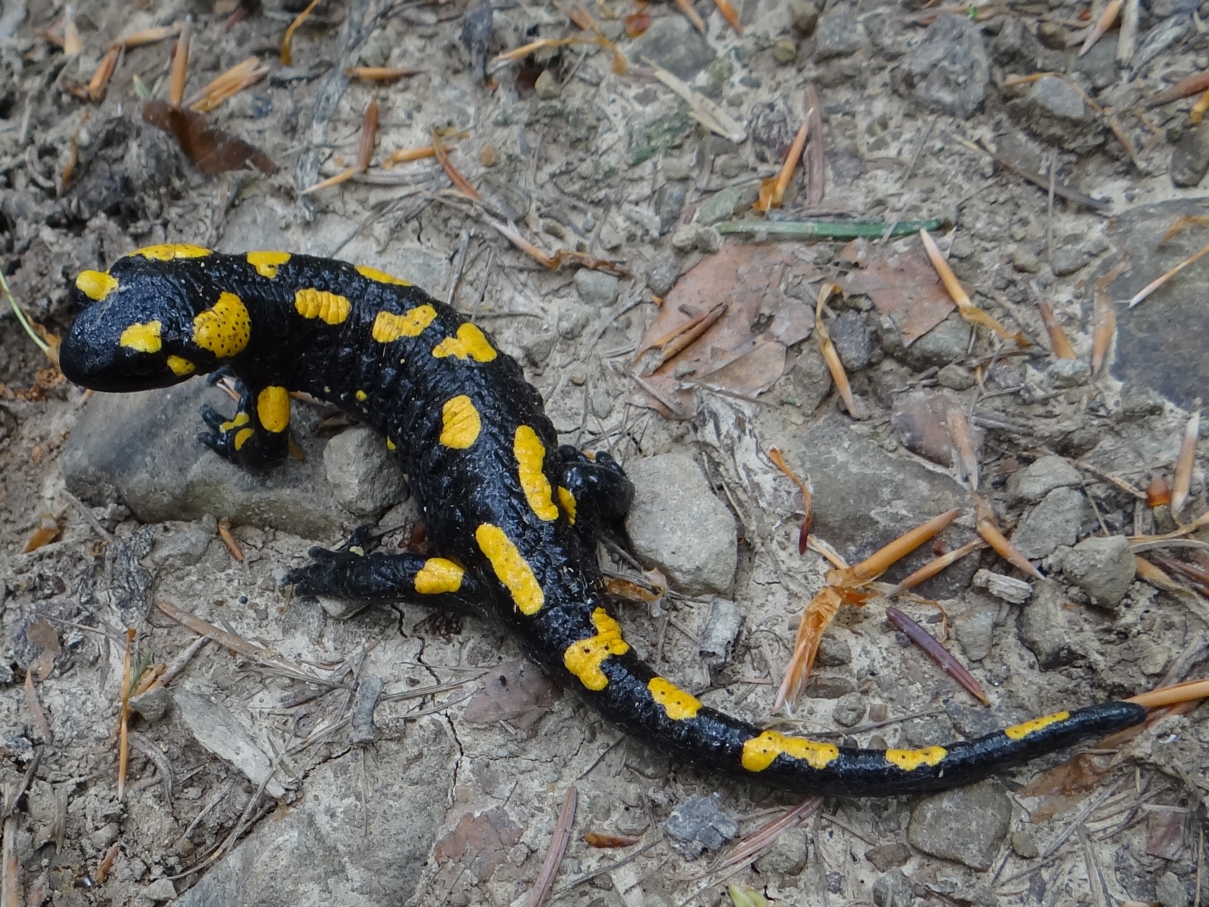 Foto de Salamandra común