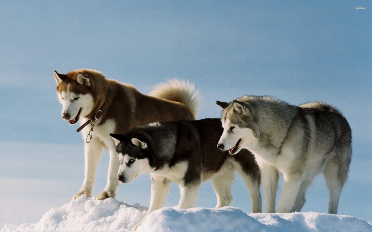 Alaskan malamute