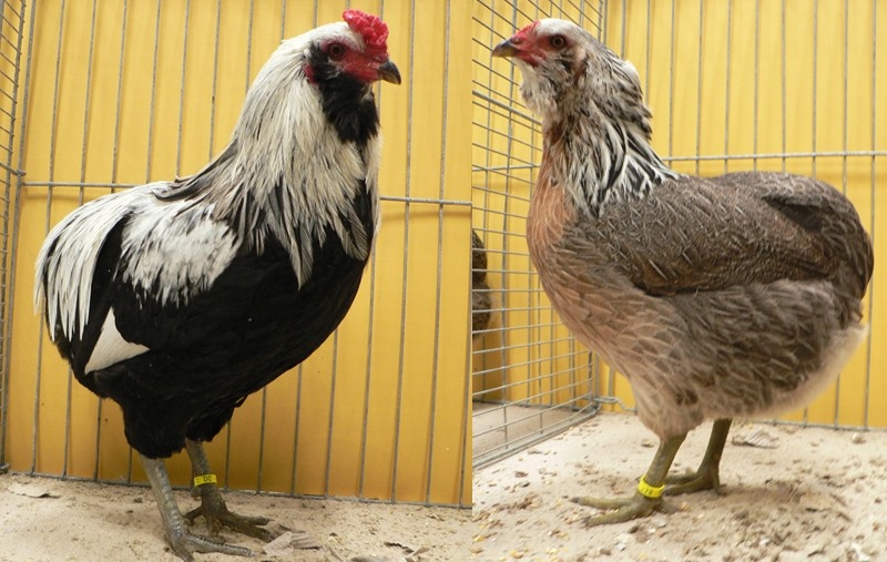 Gallina araucana o mapuche