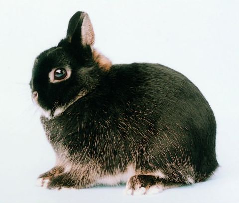 Conejo holandés enano - Netherland Dwarf