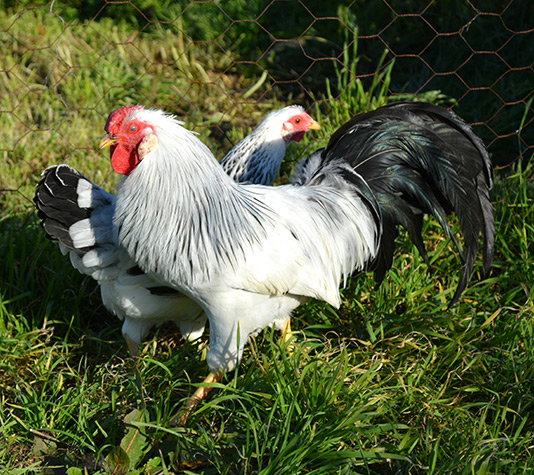 Gallina Alemana Imperial