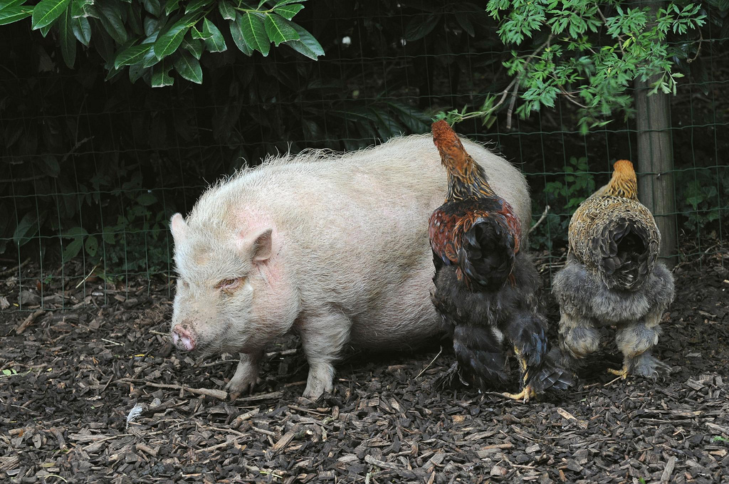 Cerdo mini pig