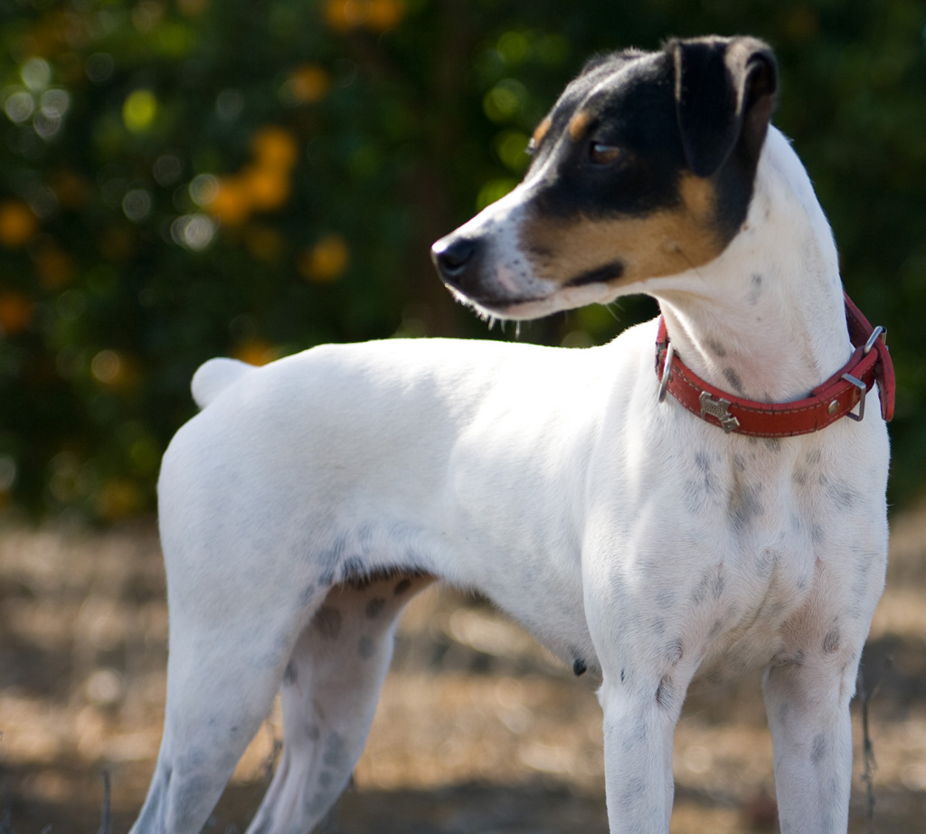 Ratonero Bodeguero Andaluz