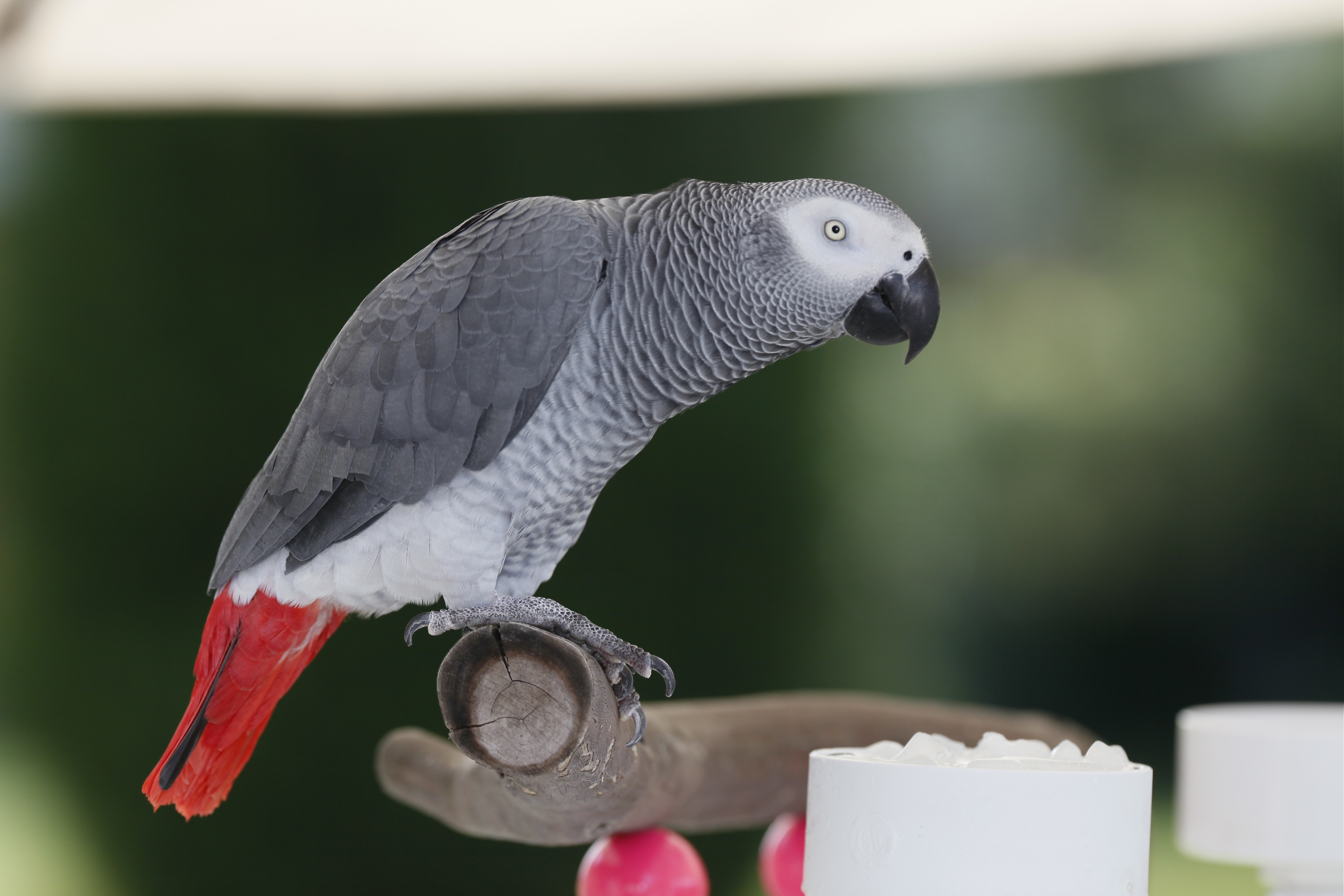 Loro yaco de cola roja