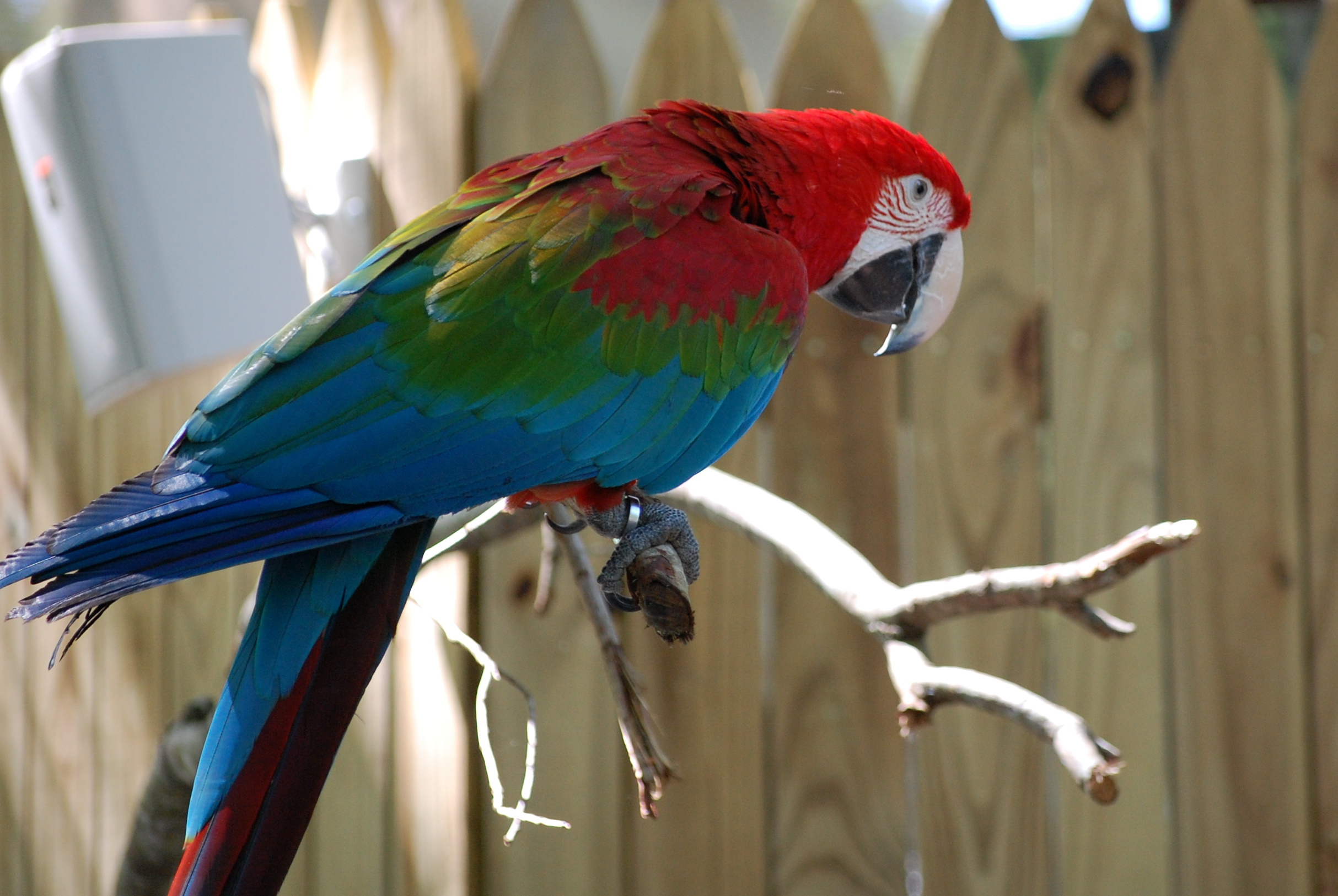 Guacamayo rojo de alas verdes