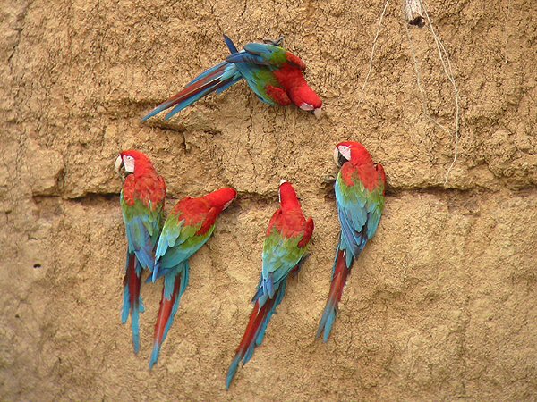 Foto de Guacamayo rojo de alas verdes