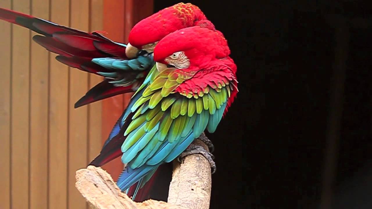 Foto de Guacamayo rojo de alas verdes