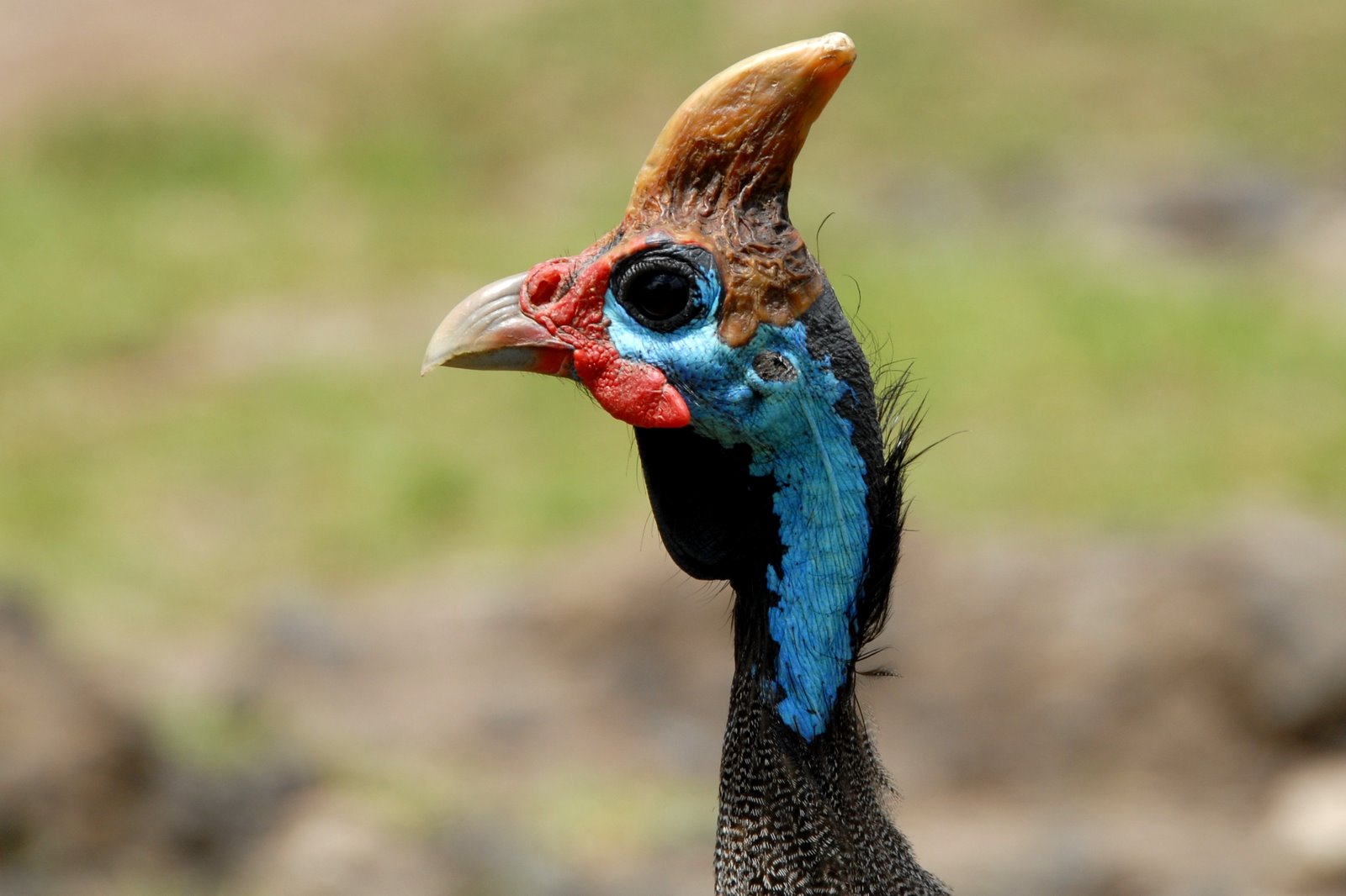 Gallina de Guinea