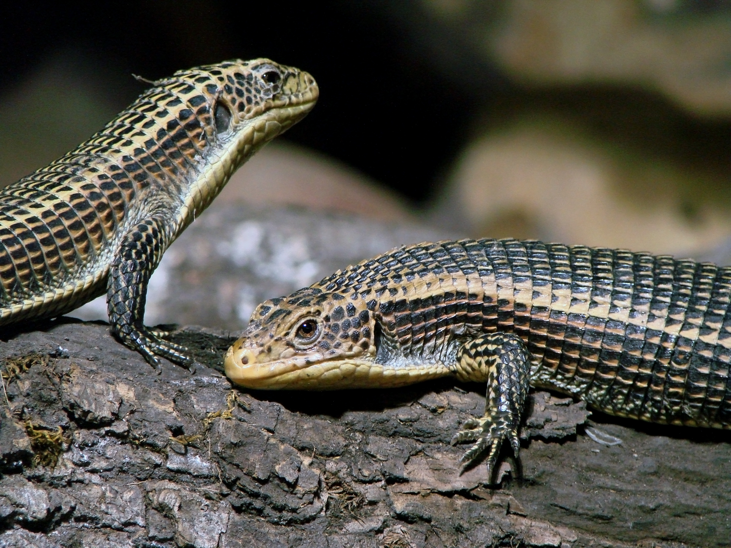 Lagarto plateado de Sudán