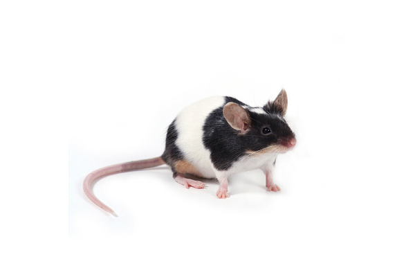 Ratón común