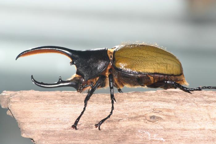 Foto de Escarabajo Hércules