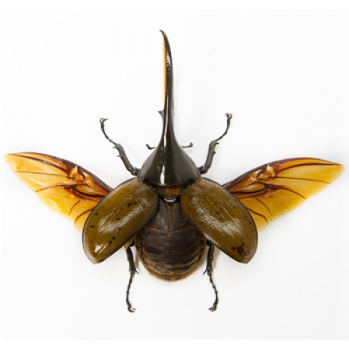 Foto de Escarabajo Hércules