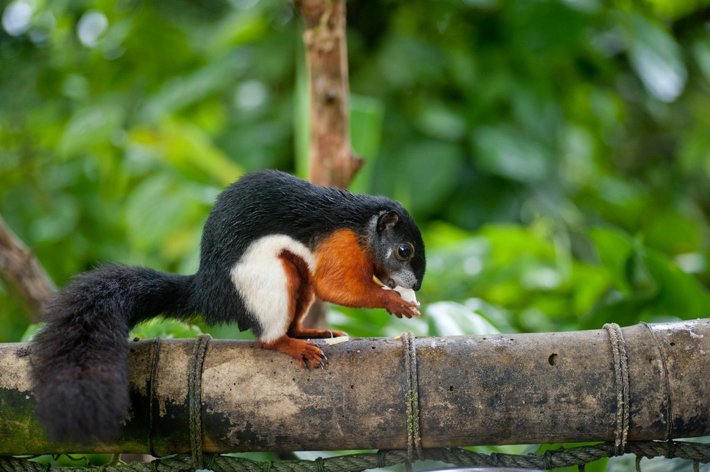 Ardilla tricolor