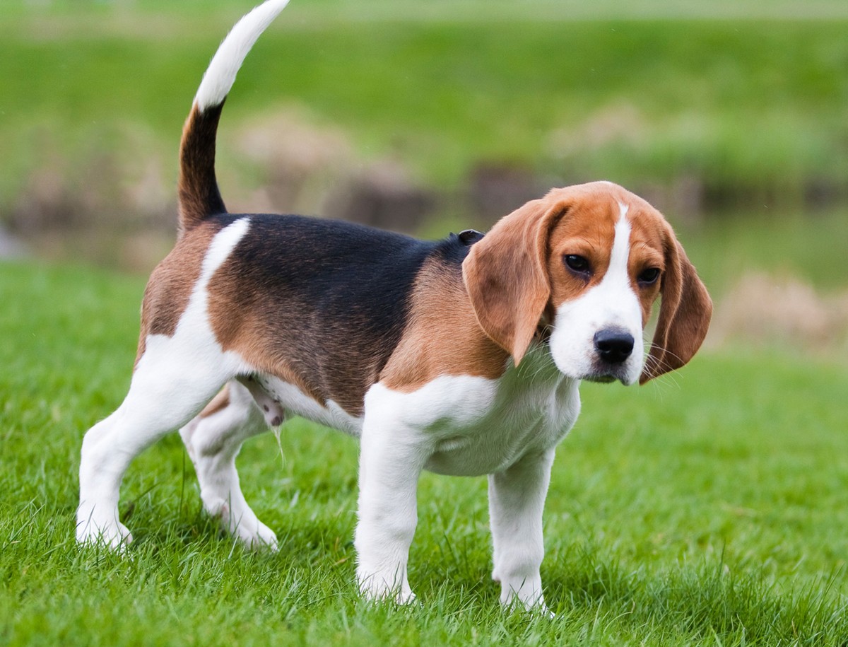 Beagle