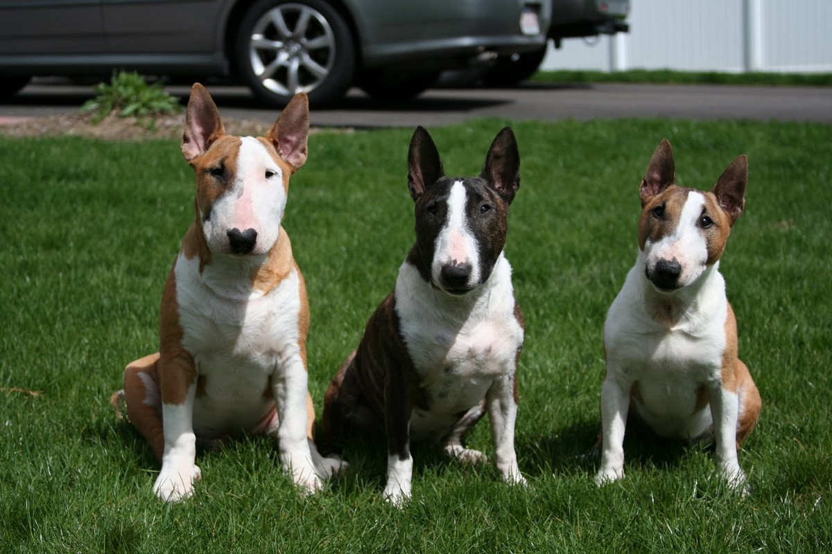 Bull Terrier