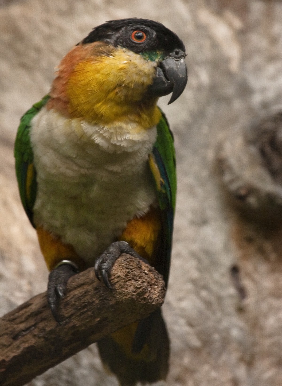 Caique de cabeza negra 