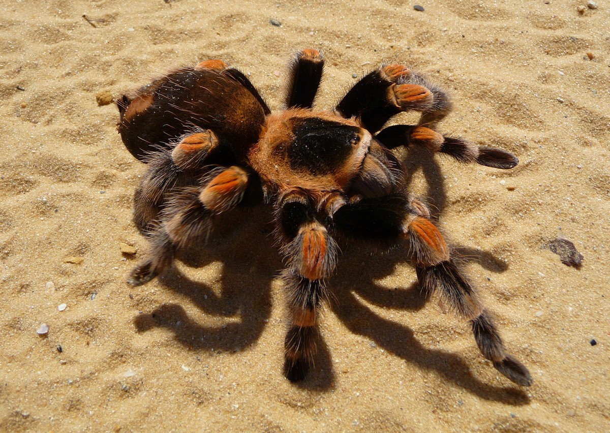 Tarántula de rodillas rojas