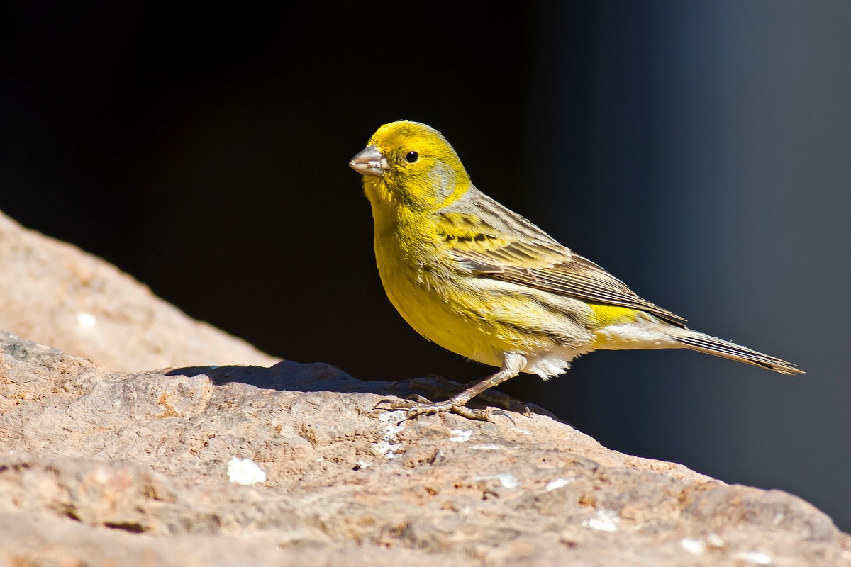 Canario silvestre