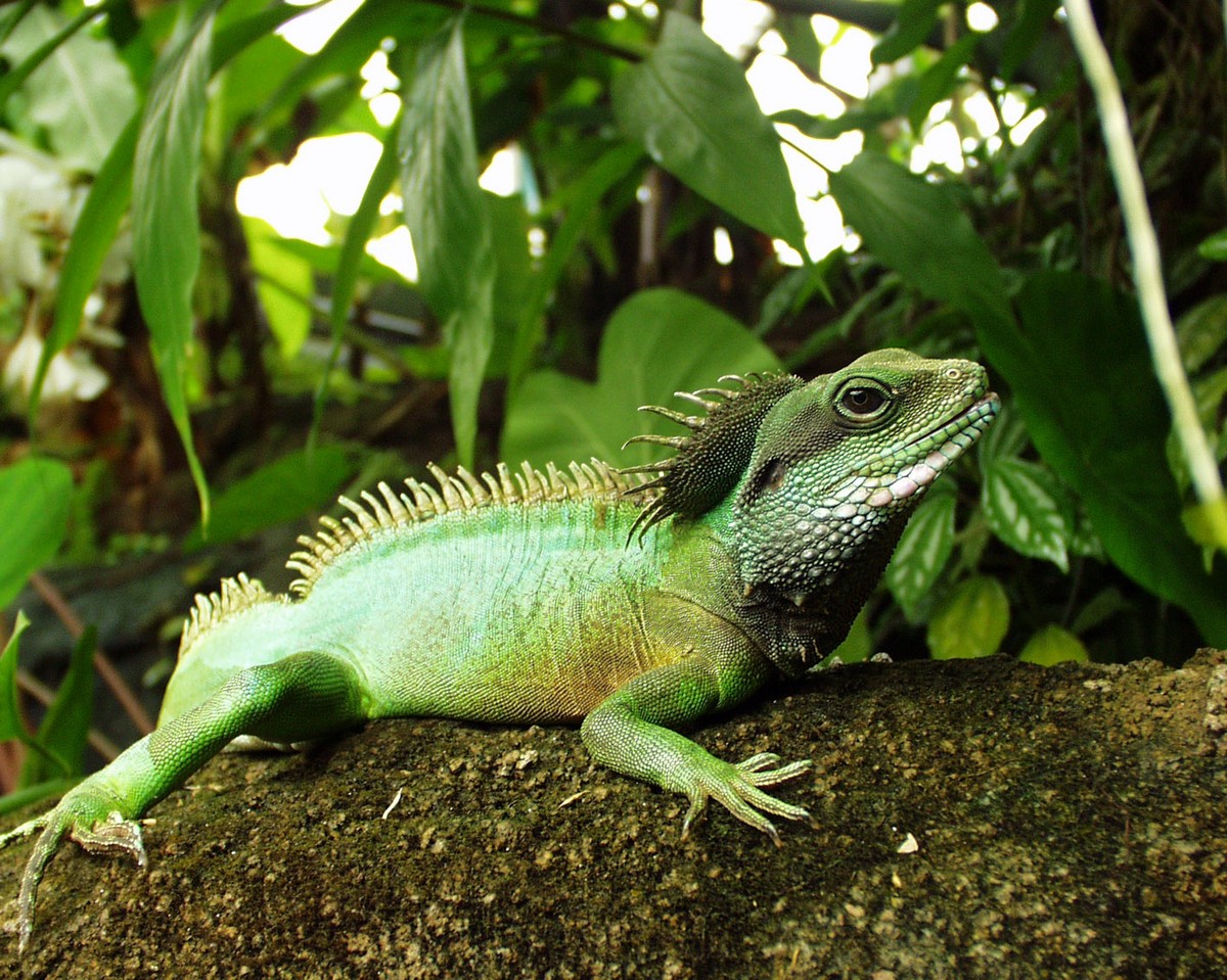 Dragón de agua chino