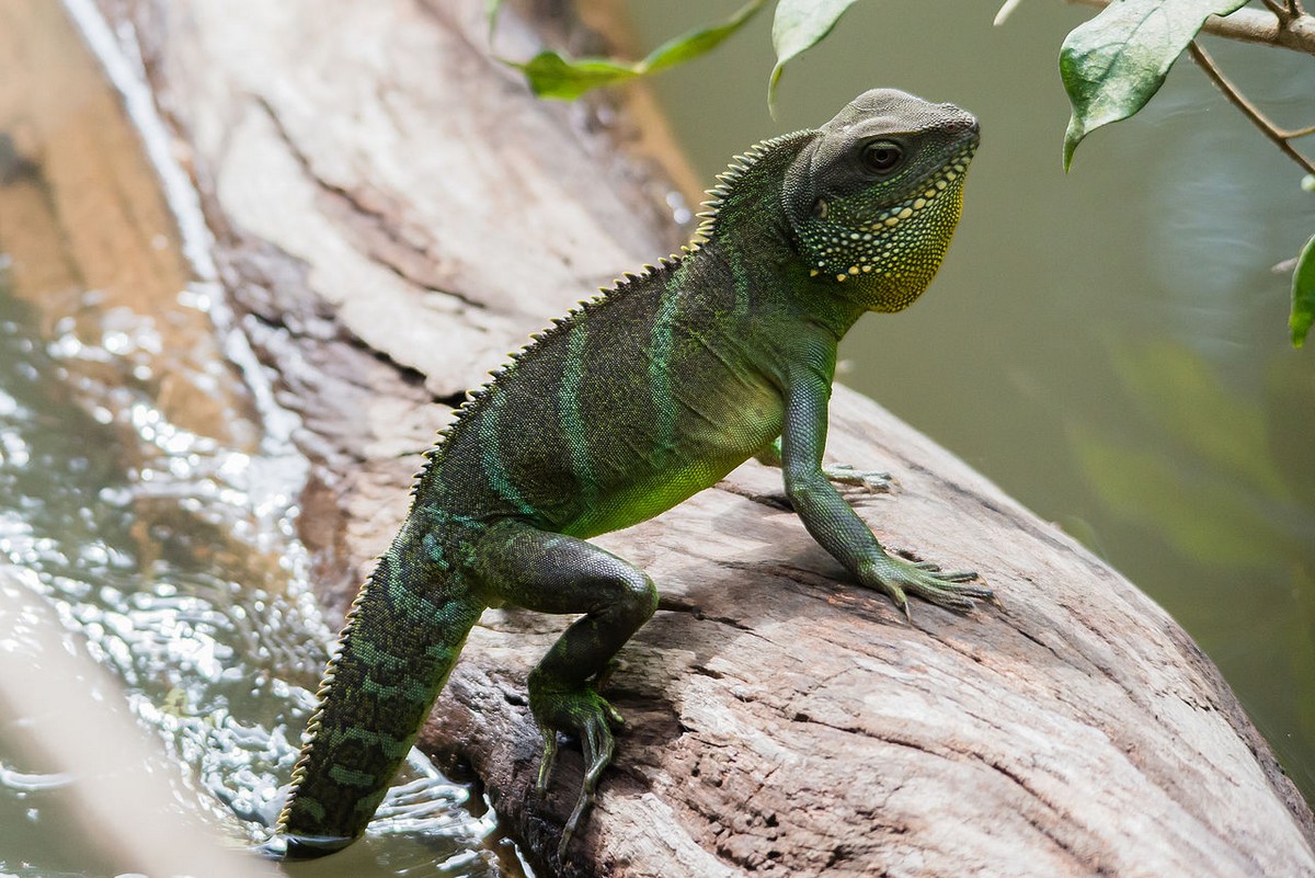 Dragón de agua chino - Animales. Mascotas. | Mercafauna