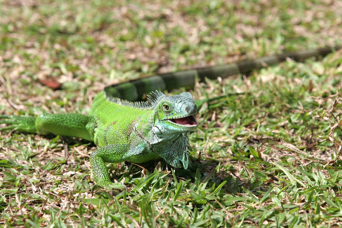 Iguana verde