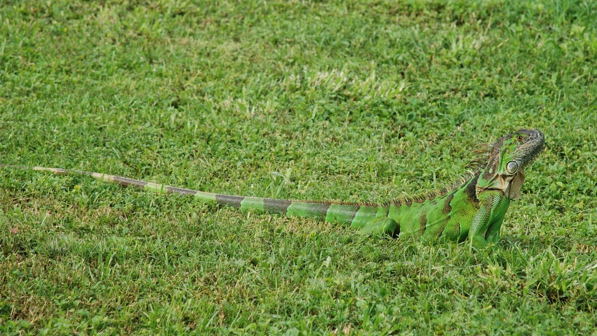Foto de Iguana verde