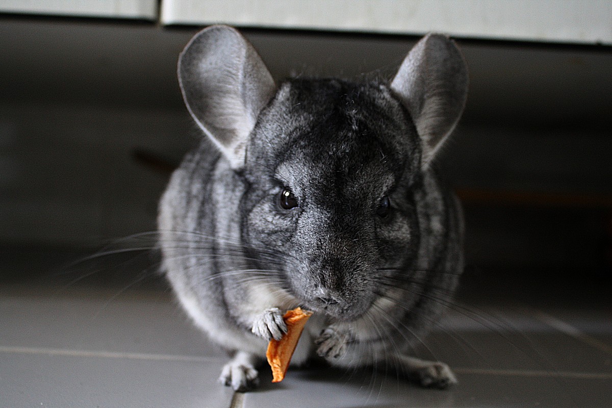 Chinchilla