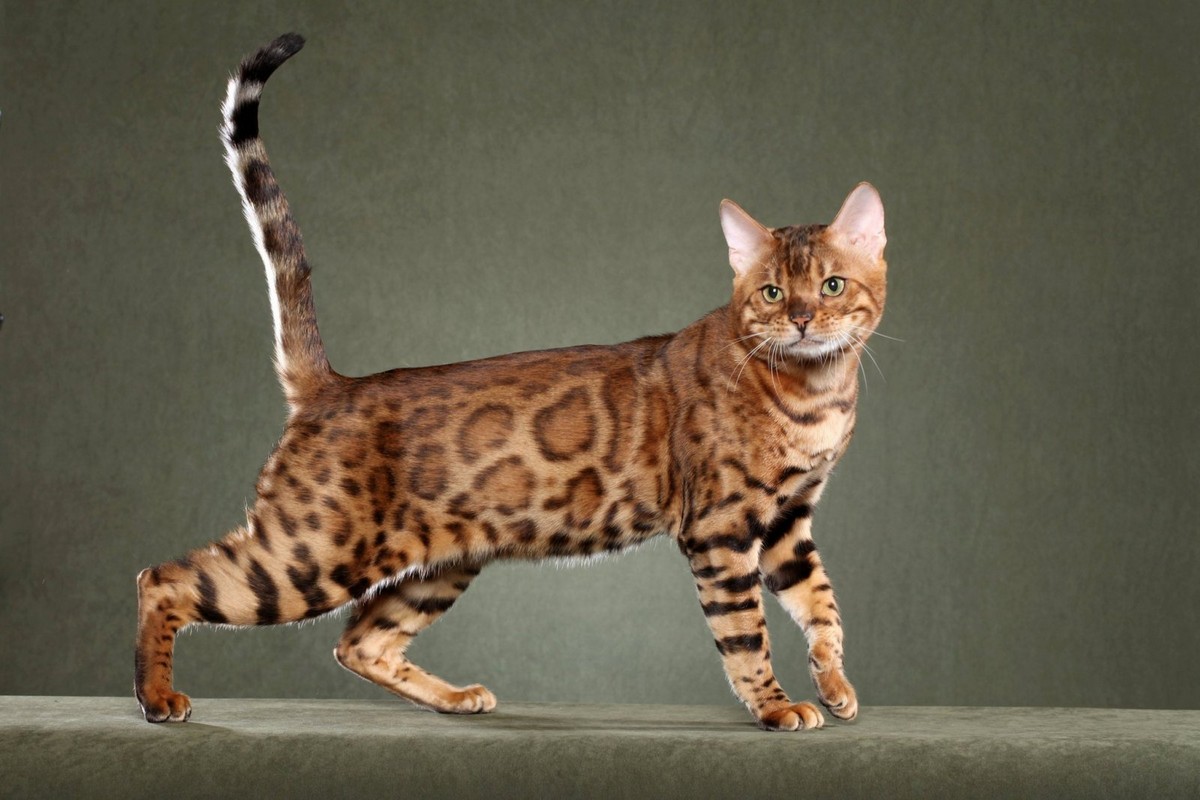 Gato Bengalí