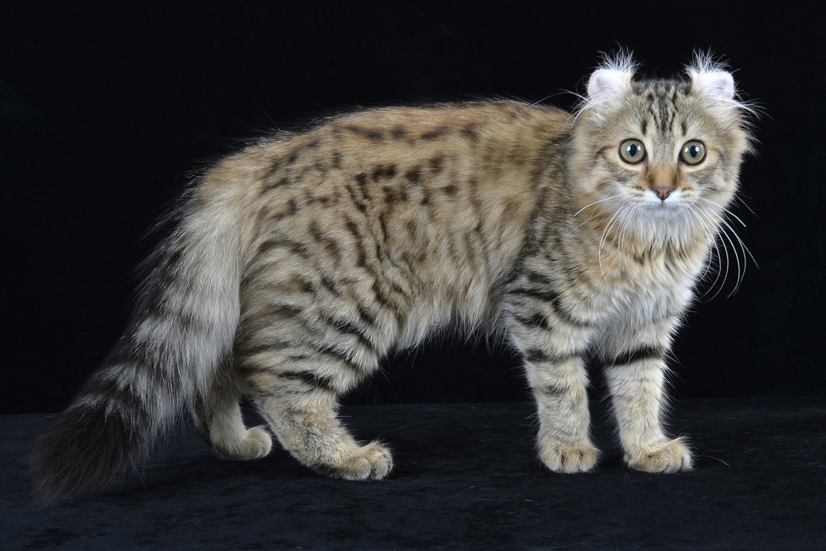 Gato American curl