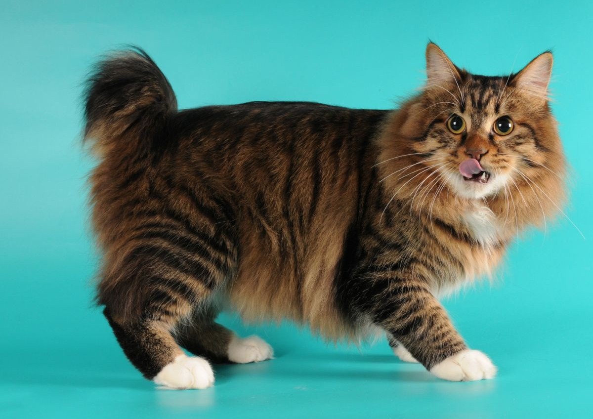 Gato Bobtail americano