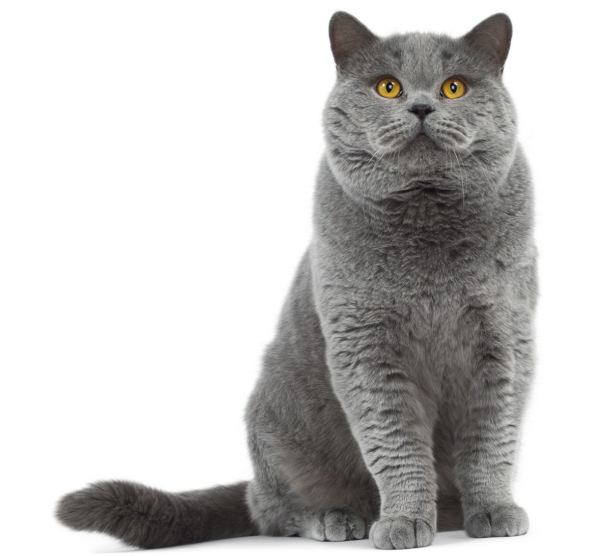 Gato British shorthair