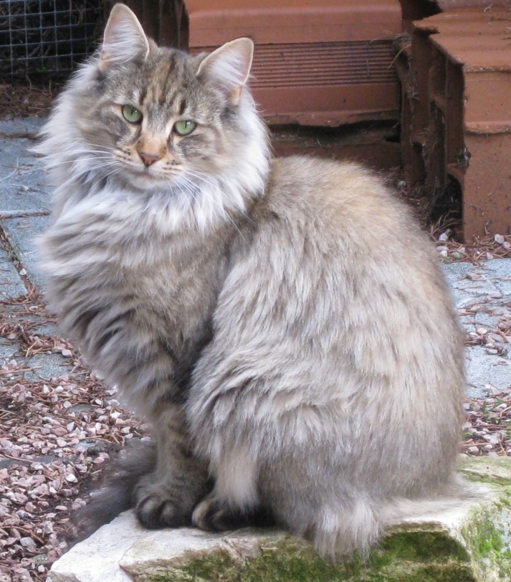 Gato del Bosque de Noruega