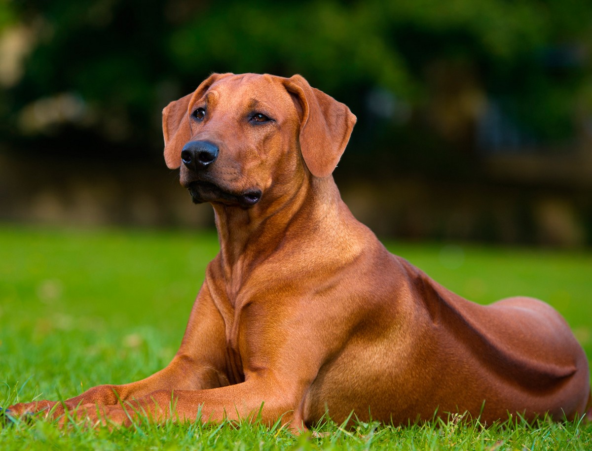 Rhodesian ridgeback