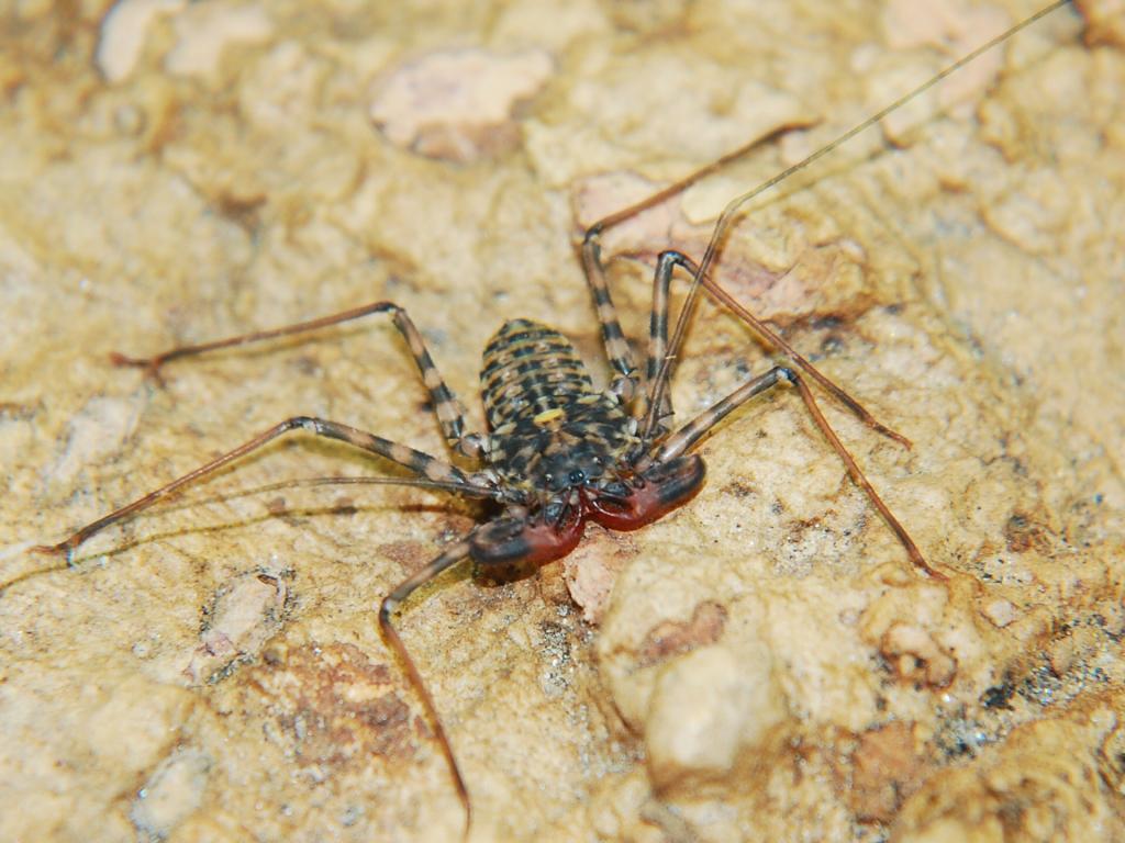 Escorpión latigo