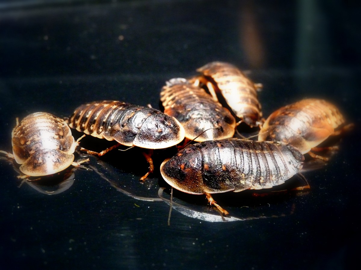 Foto de Cucaracha argentina 