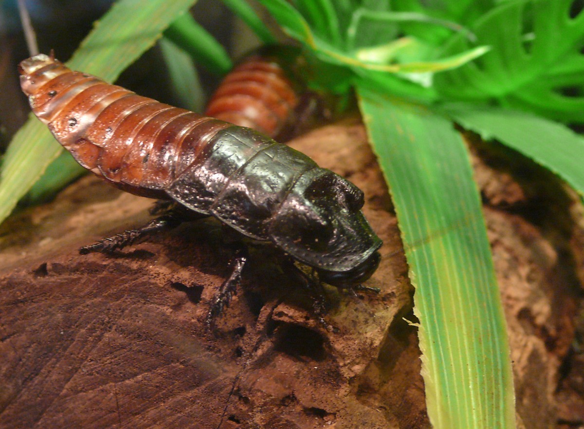 Cucaracha gigante de Madagascar 
