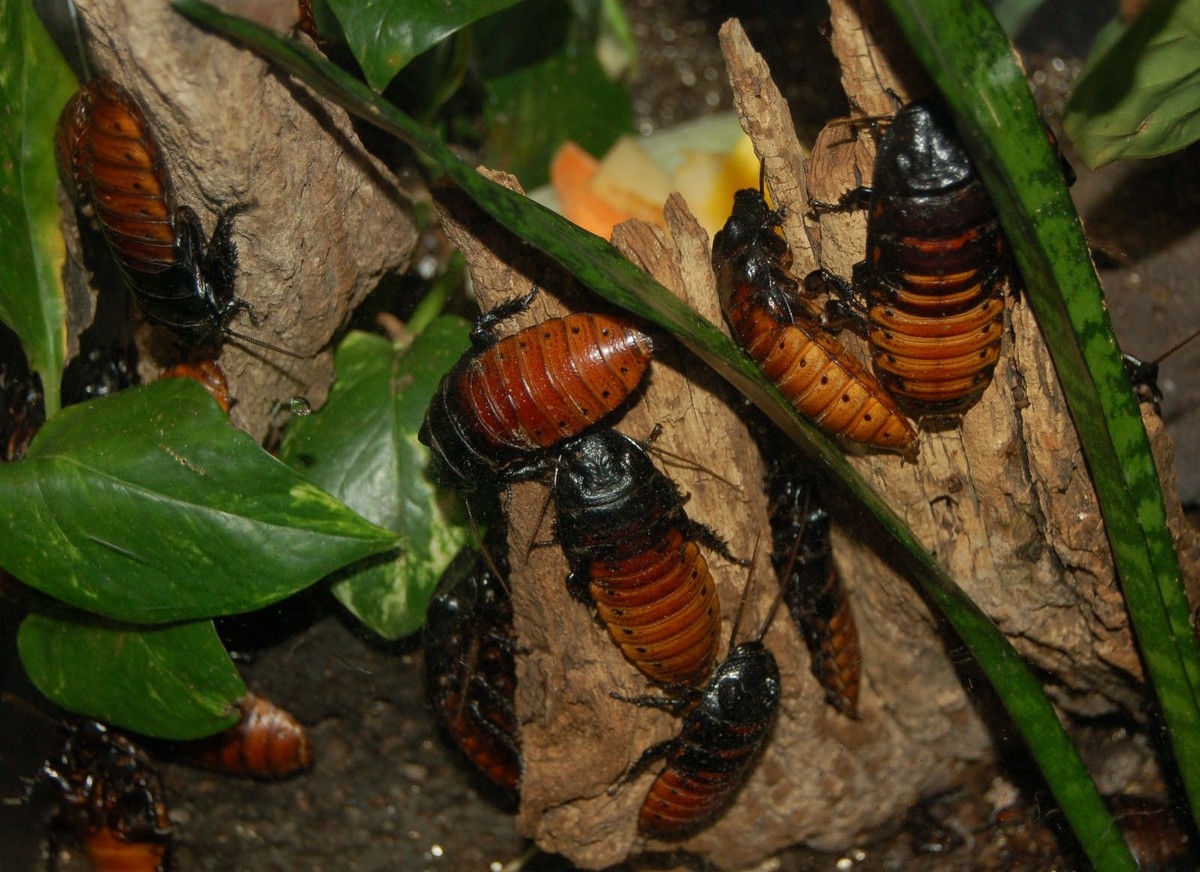 Foto de Cucaracha gigante de Madagascar 