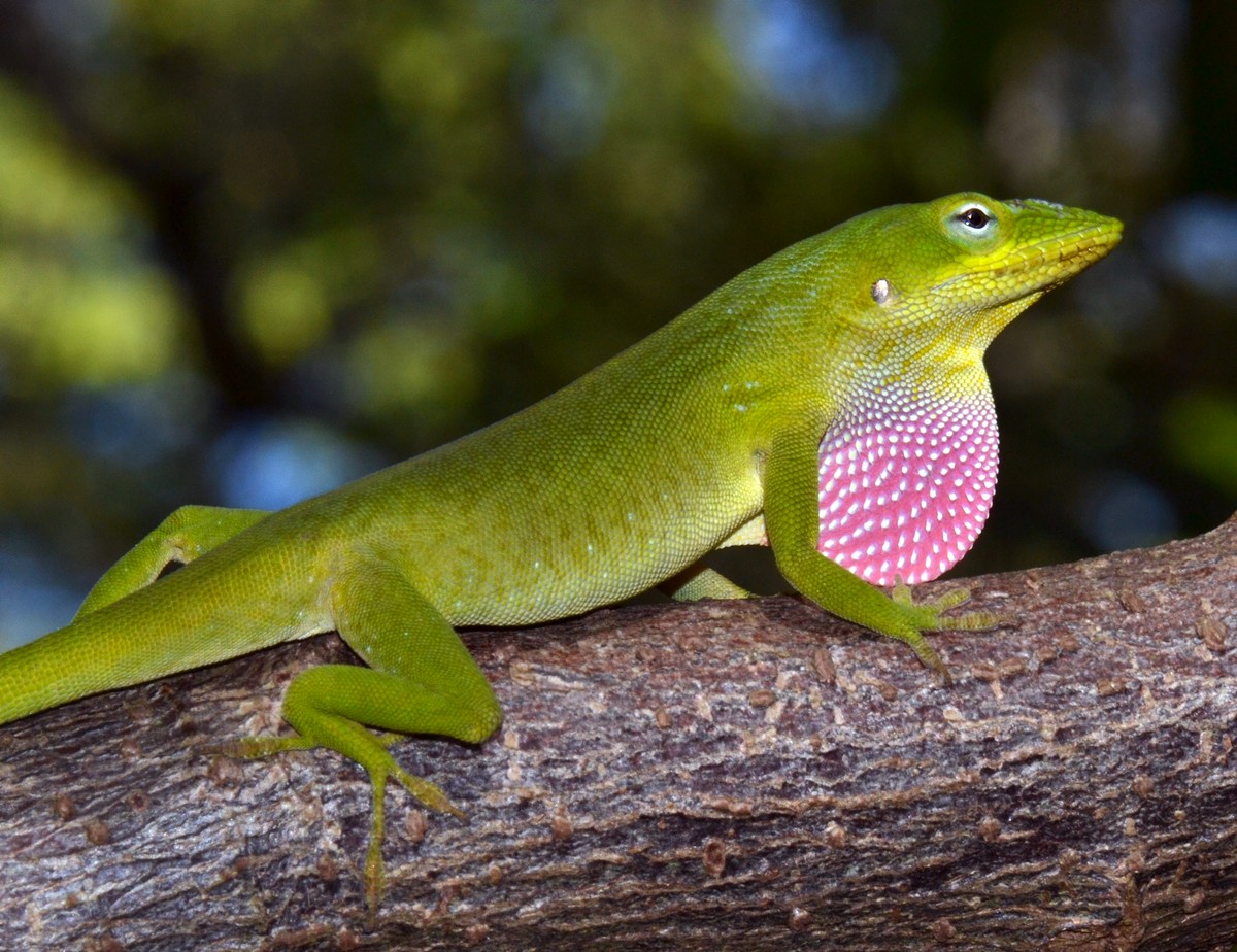 Anolis 