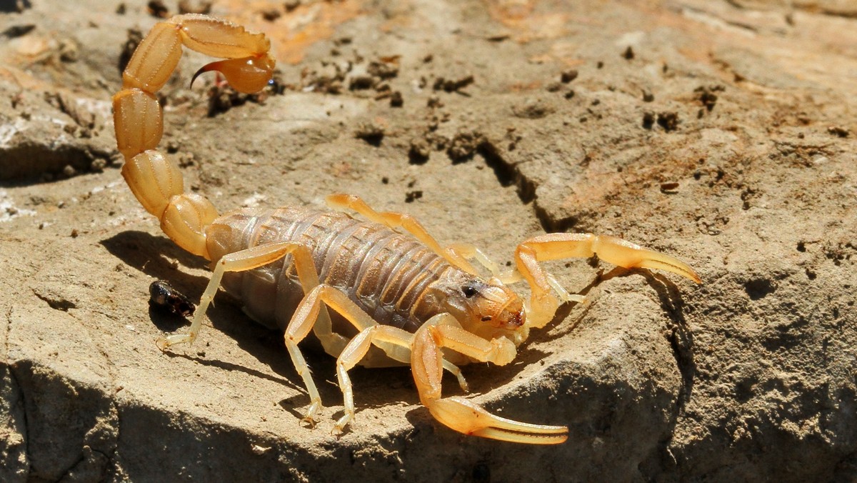Escorpión común o Alacrán