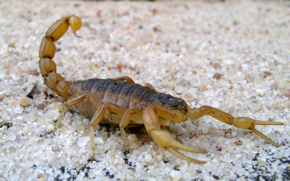 Foto de Escorpión común o Alacrán